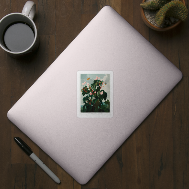 The Oblique–Leaved Begonia by EmikoNamika